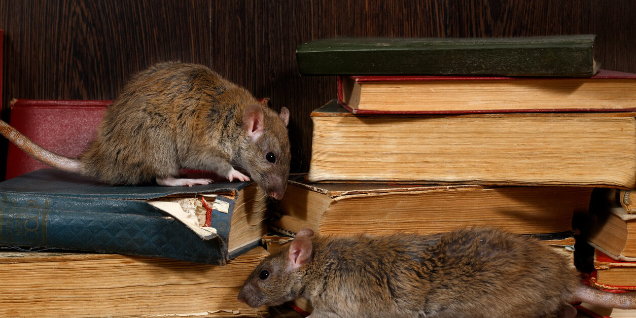 Rats & Mice