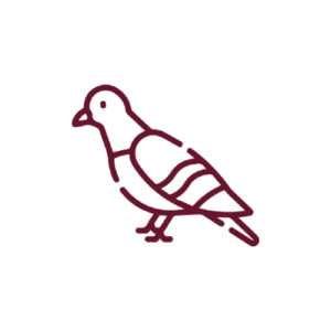 Pigeon Bird Control Icon