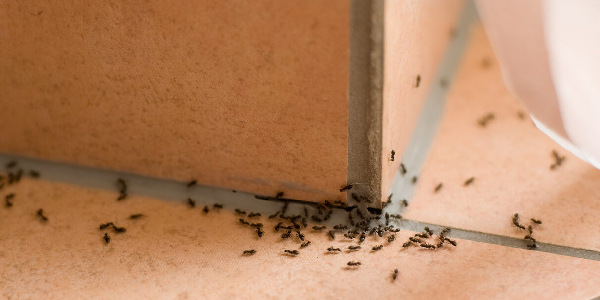 Ants plague Ants crawling inside of home on the floor