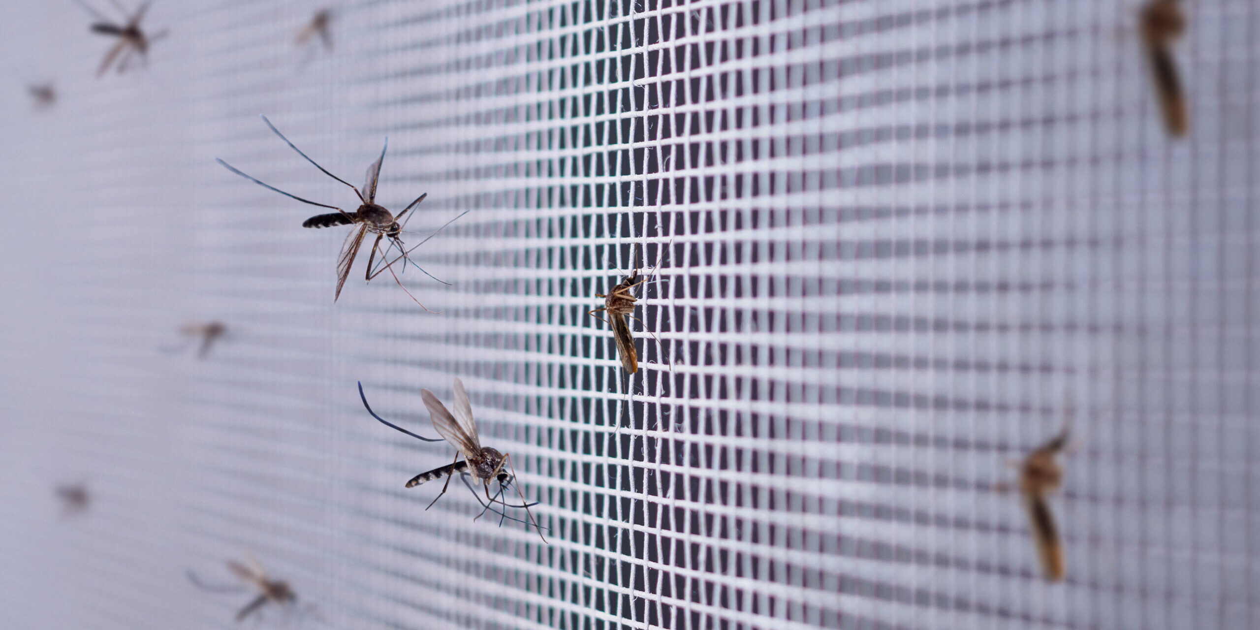 many mosquitoes on insect net wire screen close up on house window many mosquitoes on insect net wire screen close up on house window