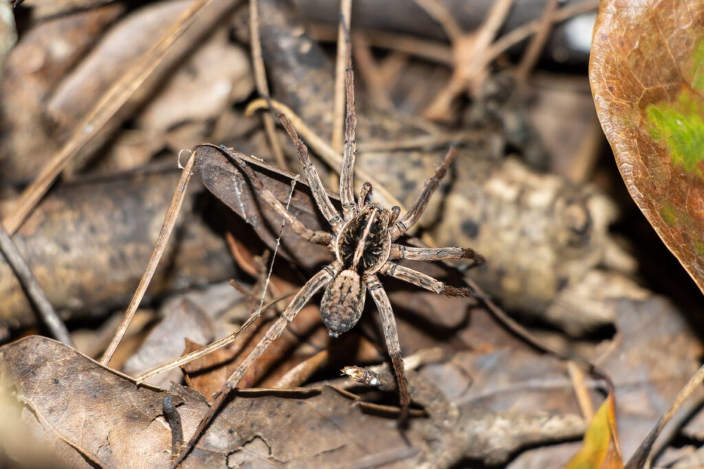Wolf spider close up on leaves at night
