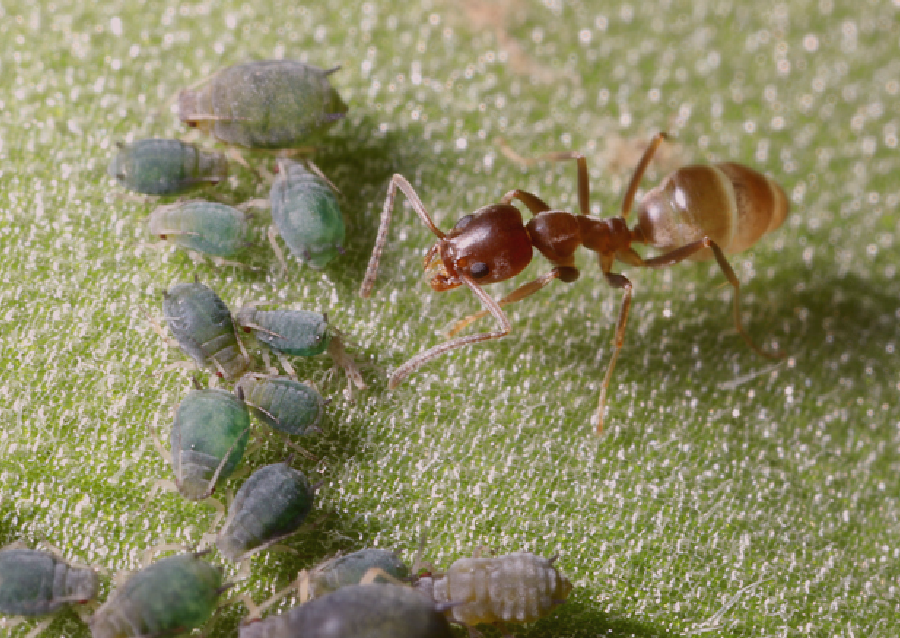 Argentine ants trailing across a surface