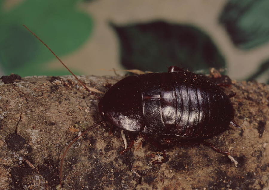 Oriental cockroach commonly found near drains in Fresno homes