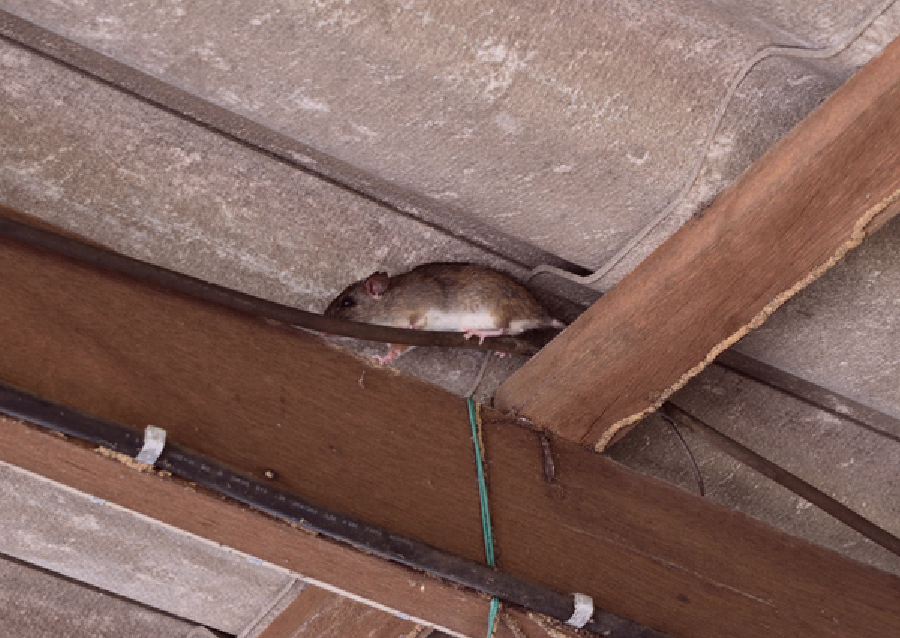 Roof rat or house mouse common in Fresno homes