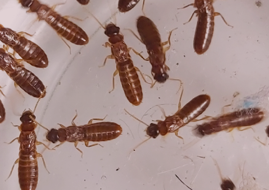 Argentine ant trail in a Fresno kitchen
