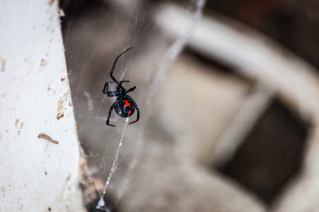 Western Black Widow spider with red hourglass marking found in Fresno garage