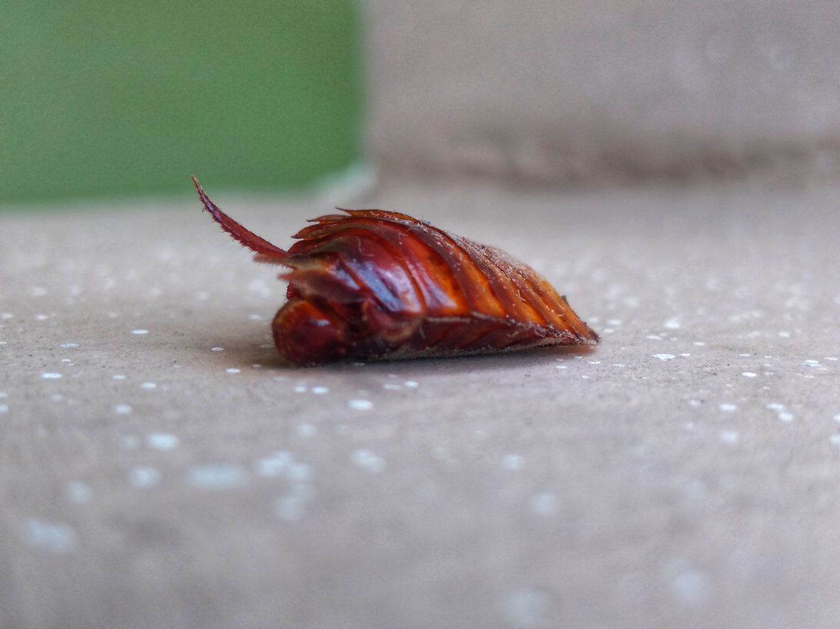Dying oriental cockroach crawling around the kitchen. florida woods cockroach dying.