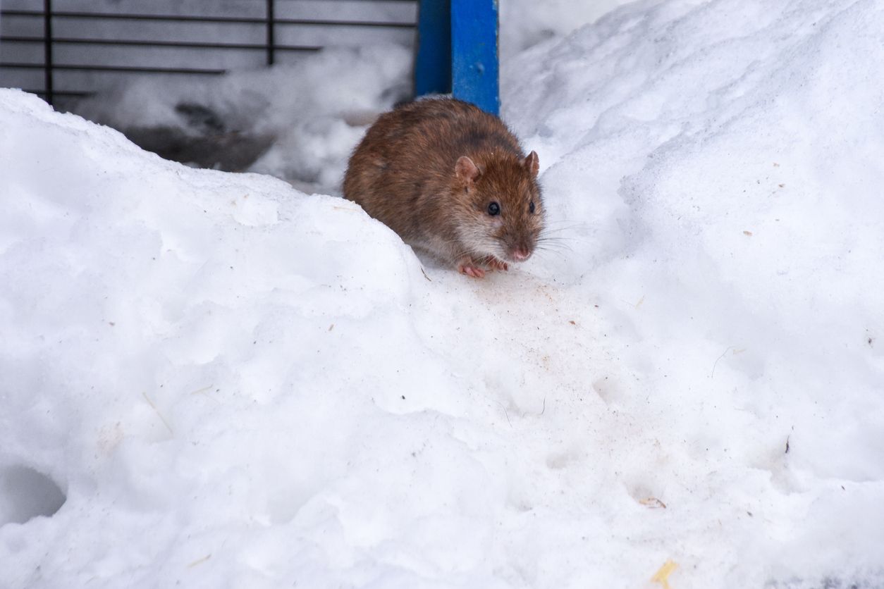 a rat walks in the snow looking for food