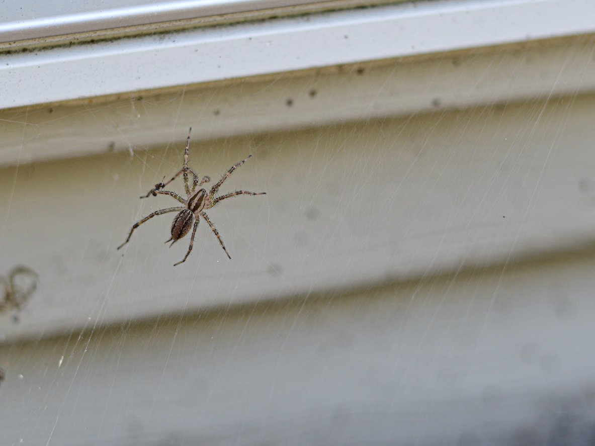 Wolf spider on an outdoor web at a home residence